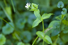 common chickweed