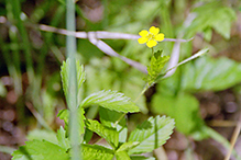 common cinquefoil