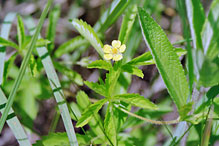 common cinquefoil