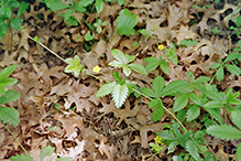 common cinquefoil