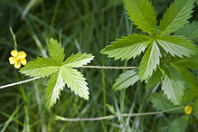 common cinquefoil