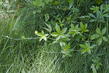 common cinquefoil