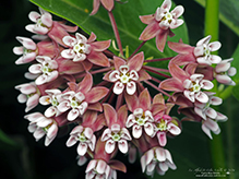 common milkweed
