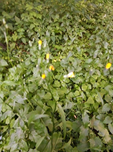 common nipplewort
