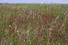 common sheep sorrel