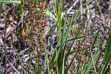 common sheep sorrel