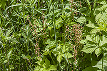 common sheep sorrel