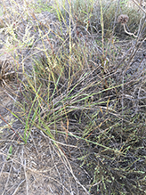 common sheep sorrel