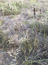 common sheep sorrel