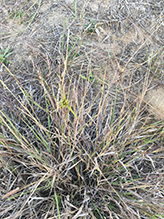 common sheep sorrel