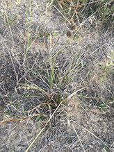 common sheep sorrel