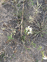 common sheep sorrel