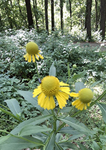 common sneezeweed