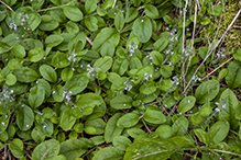 common speedwell
