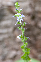 common speedwell