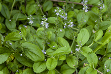 common speedwell