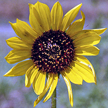 common sunflower