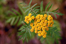 common tansy common tansy