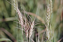 common wheat