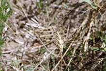 common wheat