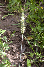 common wheat