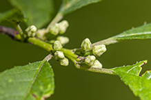 common winterberry