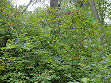 common winterberry