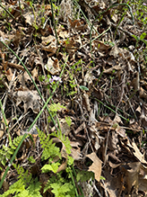 crested wood fern crested wood fern