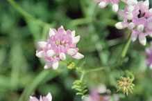 crown vetch