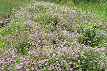 crown vetch