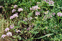 crown vetch