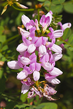 crown vetch