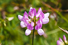 crown vetch