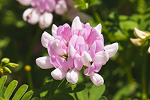 crown vetch