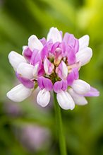 crown vetch