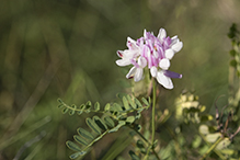 crown vetch