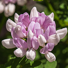 crown vetch