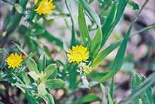 curly-cup gumweed