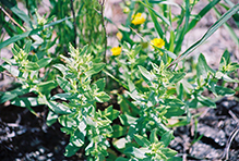 curly-cup gumweed