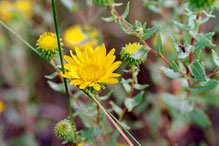 curly-cup gumweed