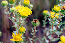 curly-cup gumweed