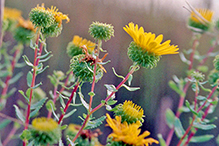 curly-cup gumweed