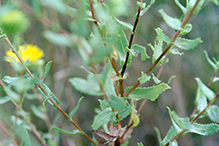 curly-cup gumweed