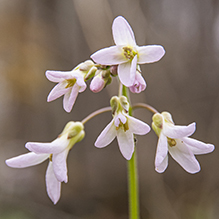 cut-leaved toothwort