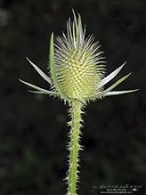 cutleaf teasel