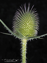 cutleaf teasel
