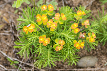 cypress spurge