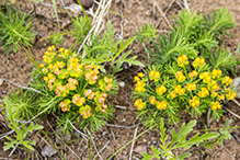 cypress spurge