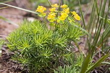 cypress spurge