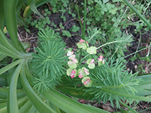 cypress spurge